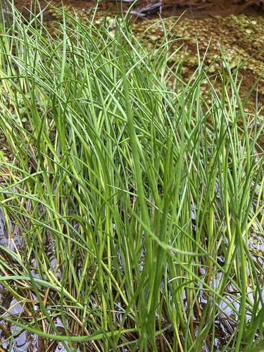 Juncus holoschoenus observed 2025-11-10
