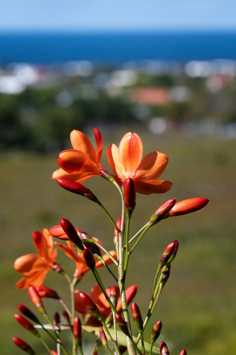 Fireflag (Pillansia templemannii)