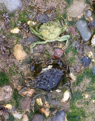Carcinus maenas