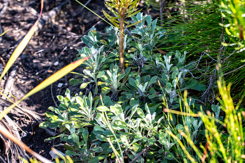 Woolly Boneseed (Osteospermum tomentosum)