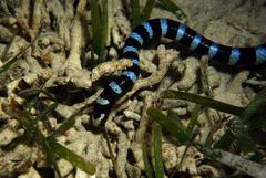 Laticauda laticaudata