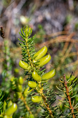 Sandveld Honeybush (Cyclopia genistoides)