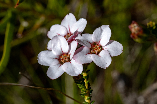 Shortleaf Chinaflower (Adenandra brachyphylla)