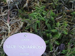 Aloe squarrosa