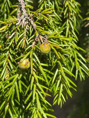 yew-leaved juniper (Juniperus taxifolia)