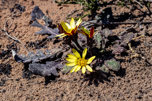 Fire Falsegerbera (Haplocarpha lanata)