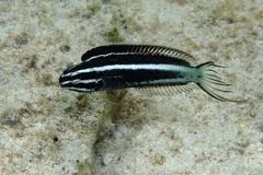 Kamohara Blenny photo 3