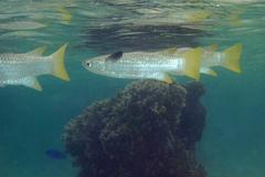 Ellochelon vaigiensis