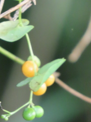 Cissampelos torulosa