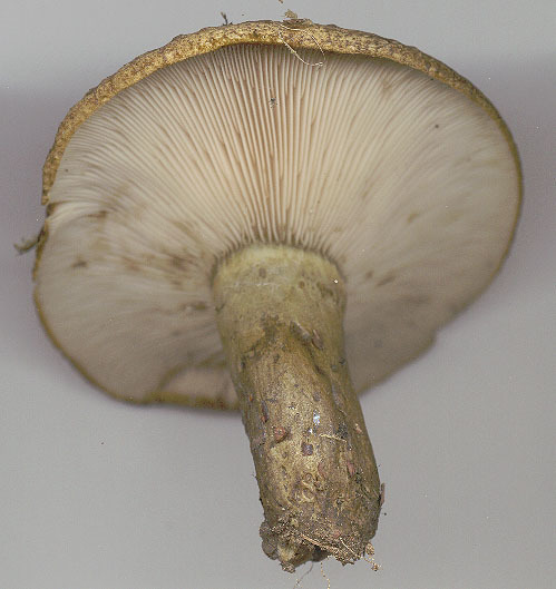 Lactarius turpis (Species with Funny English Common Names ...