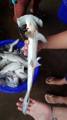 Scalloped hammerhead shark