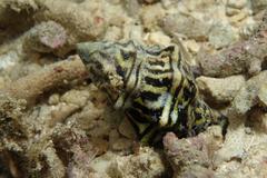Fasciolariidae