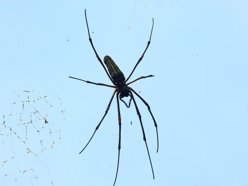 Nephila constricta