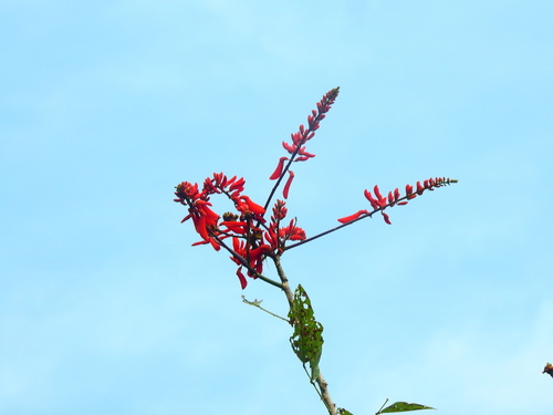 Erythrina senegalensis