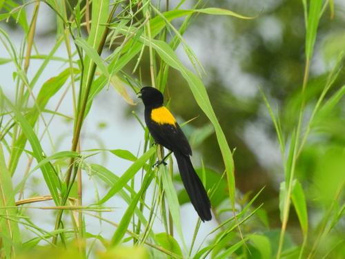 Yellow-mantled Widowbird