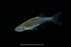 Pearl Danio photo 1