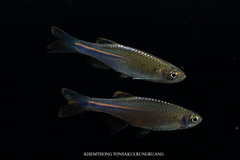 Pearl Danio photo 2