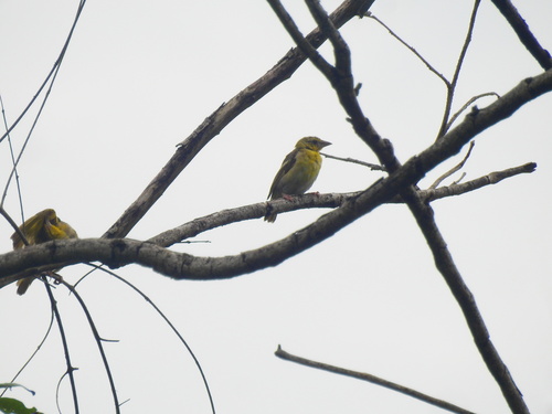 Village Weaver