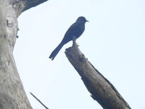Northern Black-Flycatcher