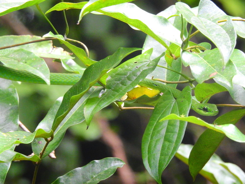 Emerald Snake
