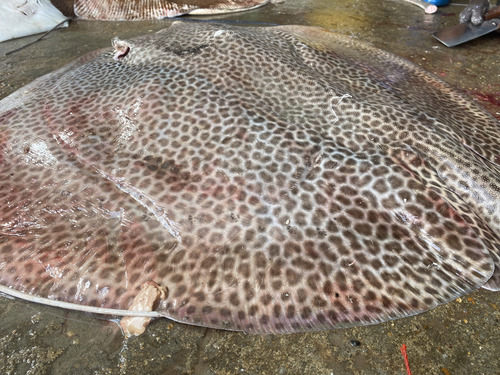 Leopard Whipray