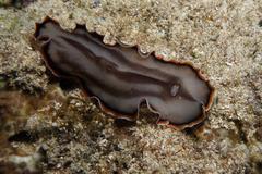 Callioplana marginata