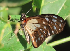 Graphium leonidas