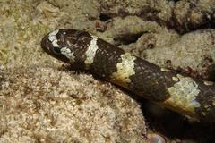 Emydocephalus ijimae