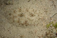 Pardachirus pavoninus