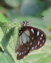 Graphium leonidas