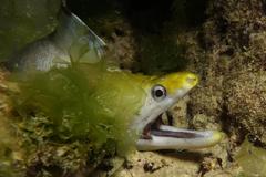 Gymnothorax rueppelliae