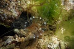 Isarachnanthus
