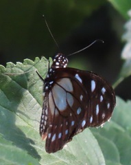 Graphium leonidas