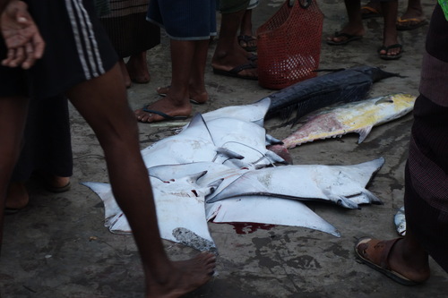 Shorthorned Pygmy Devil Ray
