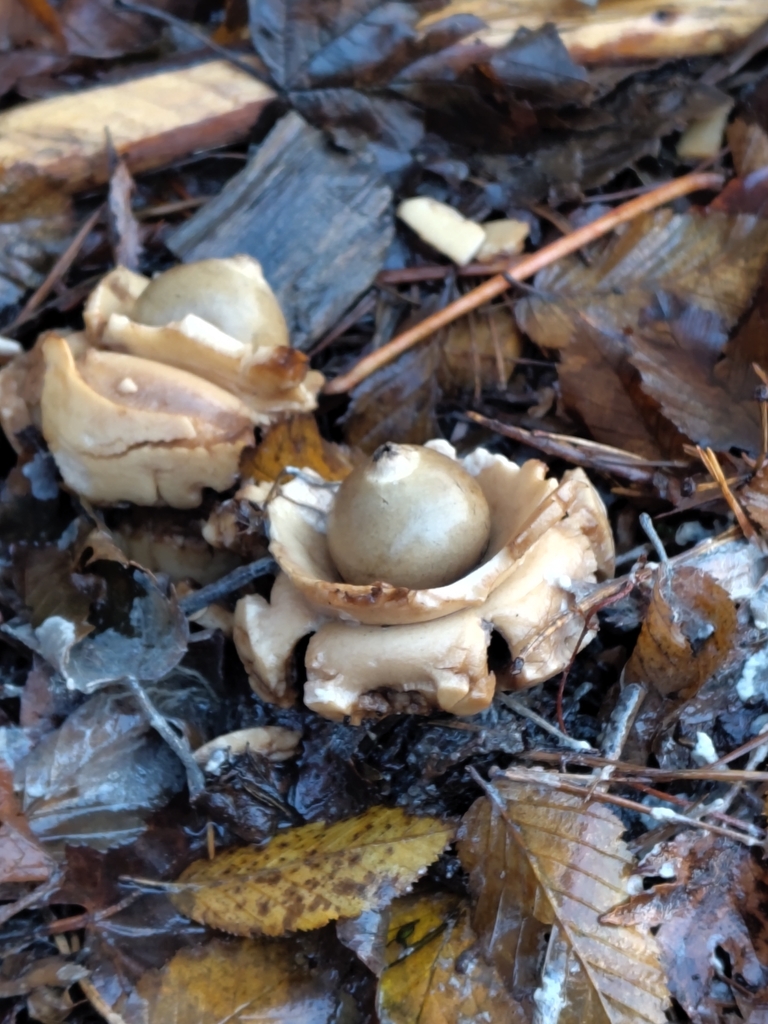 Geastrum michelianum · November 2025 · photo: © aleksandrapompa (iNaturalist, cc0)