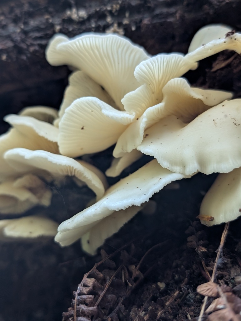 Pleurocybella porrigens · November 2025 · photo: © frondsinhighplaces (iNaturalist, cc-by)