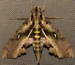 Hemeroplanes ornatus