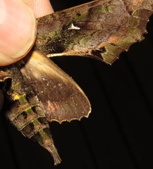 Hemeroplanes ornatus