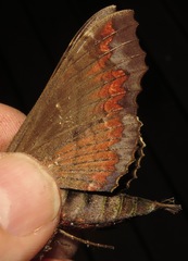 Hemeroplanes ornatus