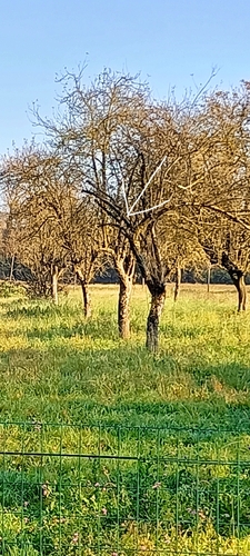 View observation of {o.common_name} on iNaturalist