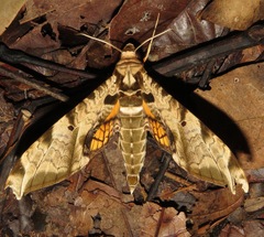 Protambulyx eurycles