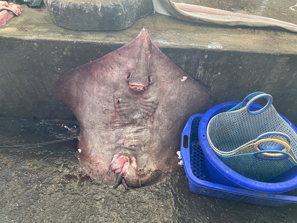 Bleeker's whipray (Pateobatis bleekeri) — Dasyatidae