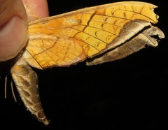 Protambulyx eurycles