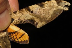 Protambulyx eurycles