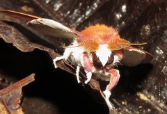 Psilopygoides oda