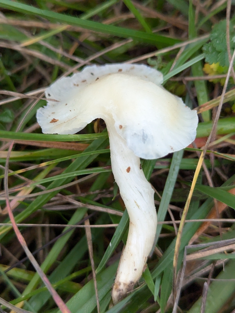 Cuphophyllus virgineus · November 2025 · photo: © pilmar (iNaturalist, cc0)
