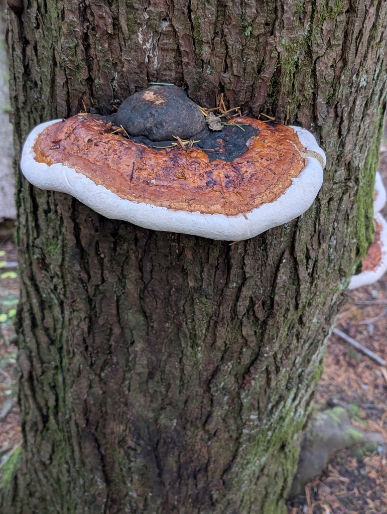 Fomitopsis mounceae · November 2025 · photo: © frondsinhighplaces (iNaturalist, cc-by)
