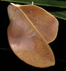 Psilopygoides oda