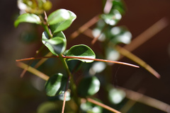 Dovyalis rotundifolia