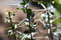 Dovyalis rotundifolia